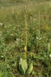 Ligularia altaica. Зрелое плодоносящее растение. Восточный Казахстан, Кокпектинский р-н, 25 км в горы от с. Пантелеймоновка, 1000 м н.у.м., возле речки. 19.07.2015.