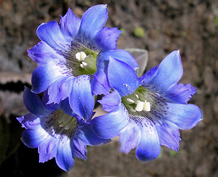 Изображение особи Gentiana zollingeri.