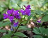 Lathyrus vernus. Верхушка побега с соцветиями. Украина, Киев, заказник \"Лесники\", лиственный лес. 26 апреля 2007 г.