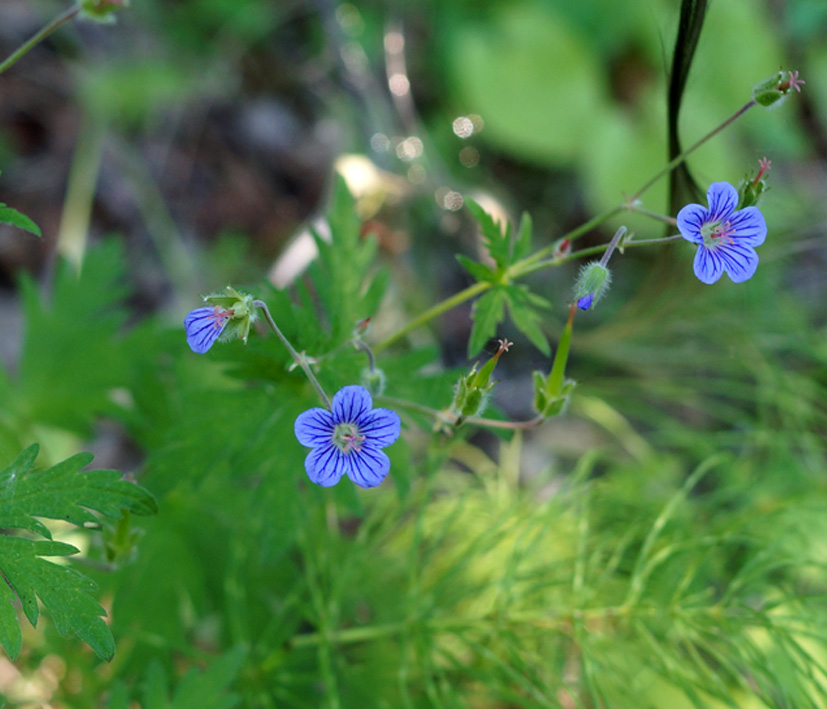 Изображение особи Geranium pseudosibiricum.