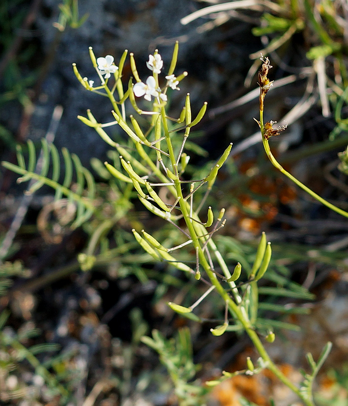 Image of Smelowskia alba specimen.