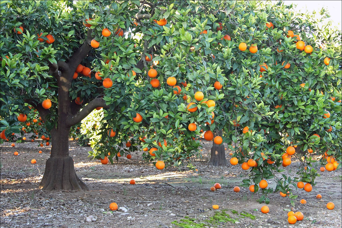 Изображение особи Citrus sinensis.