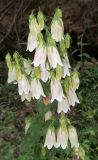 Campanula punctata. Верхушка цветущего растения. Приморский край, Шкотовский р-н, окр. с. Анисимовка, у дороги через смешанный лес. 09.07.2015.