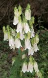 Campanula punctata