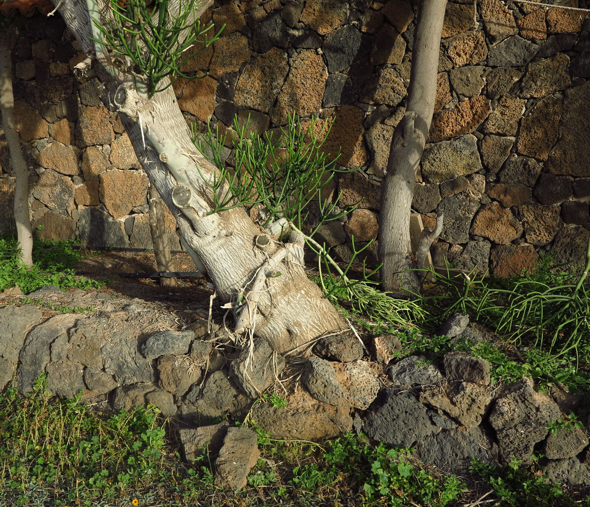 Image of Euphorbia tirucalli specimen.