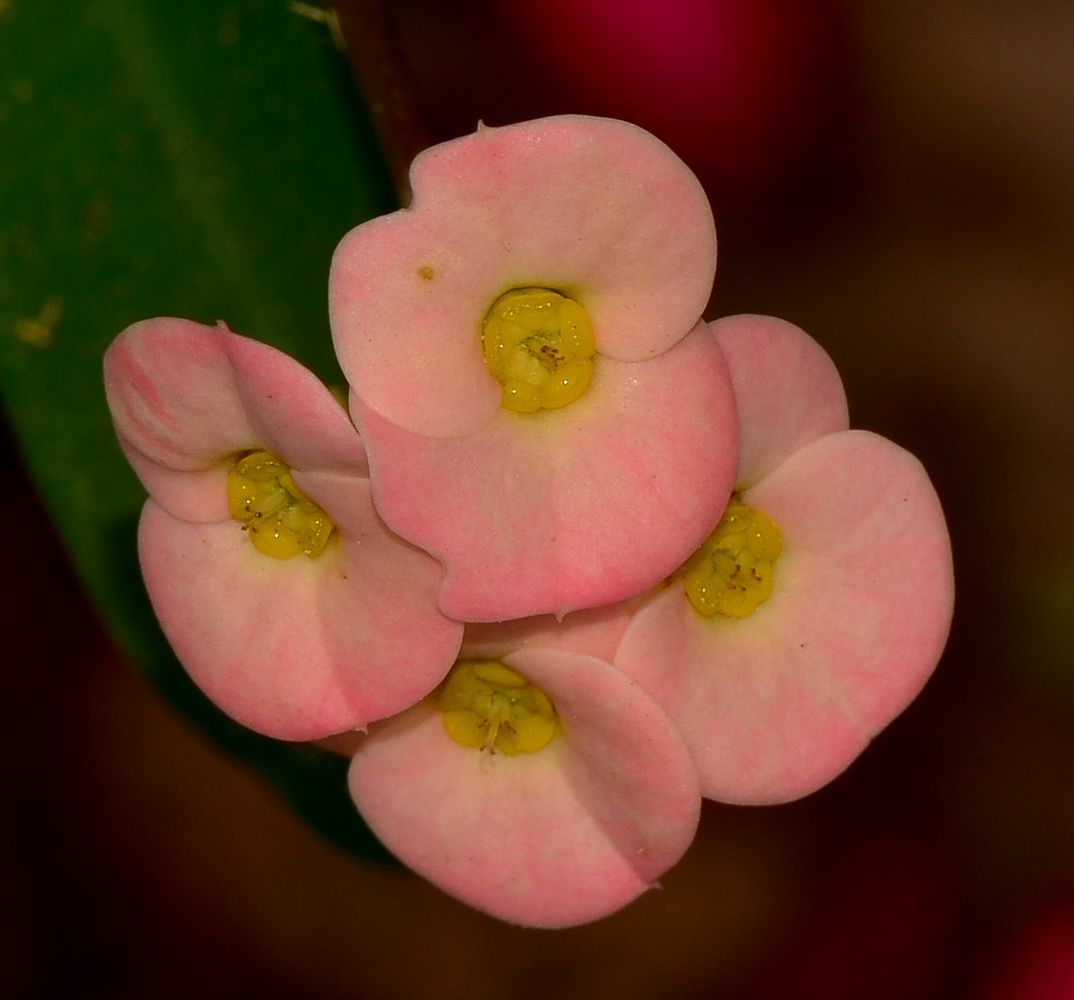 Изображение особи Euphorbia splendens.