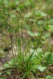 Juncus tenuis. Плодоносящее растение. Санкт-Петербург, Пискарёвский парк. 31.07.2009.