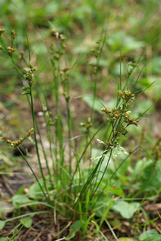 Изображение особи Juncus tenuis.