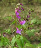 Lathyrus vernus
