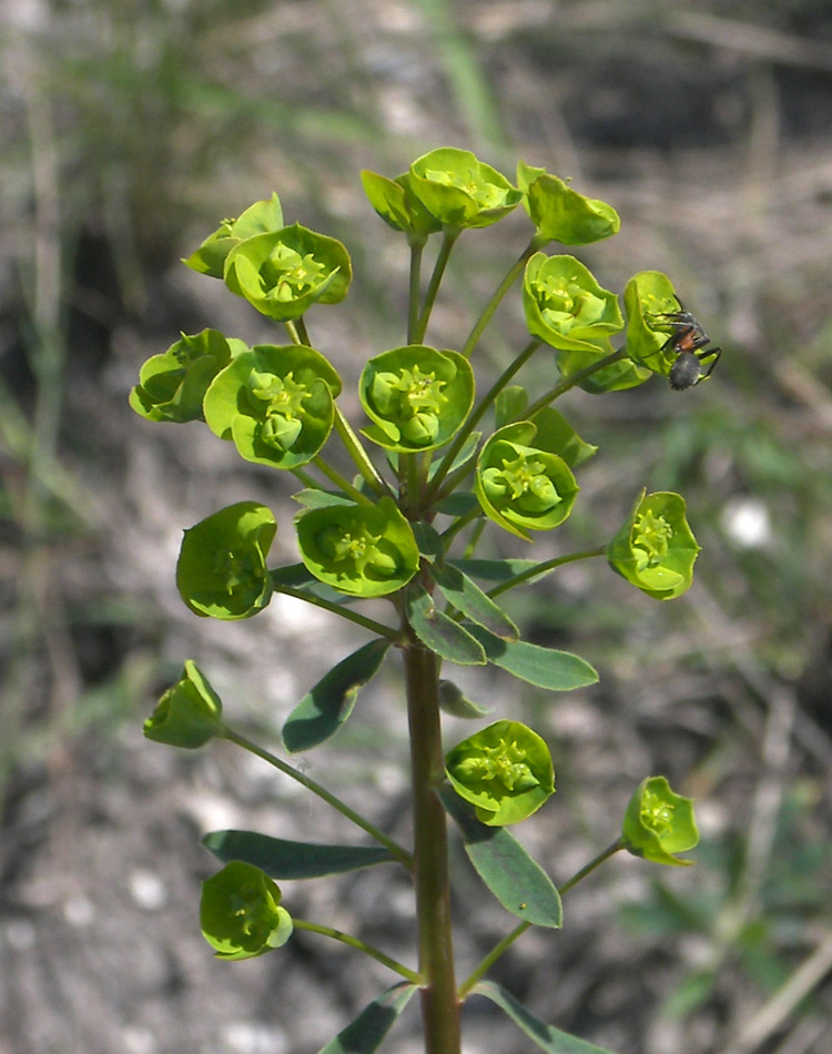 Изображение особи Euphorbia subtilis.