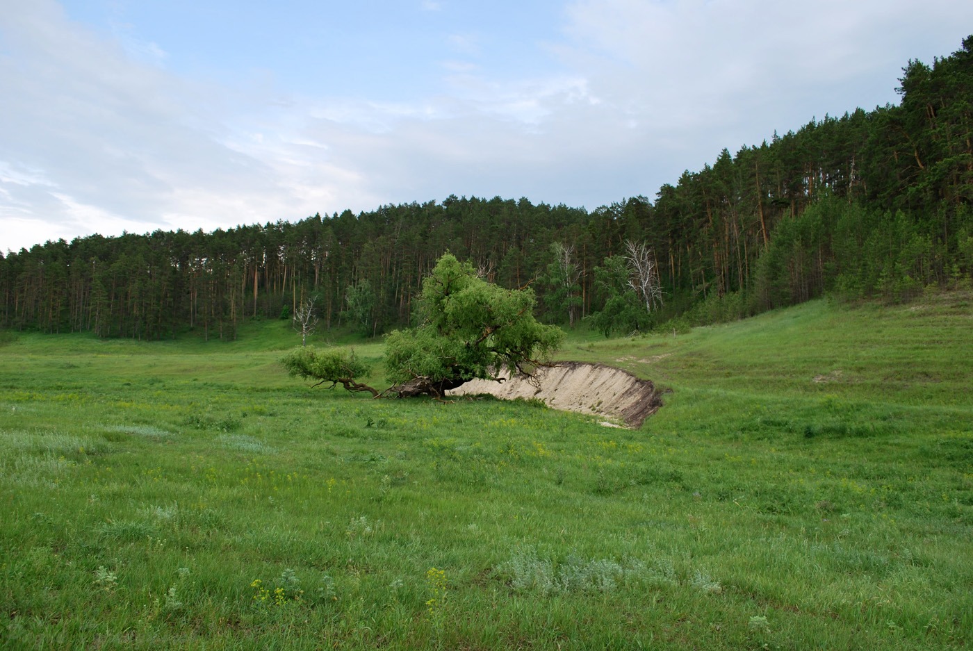 Изображение особи Salix &times; fragilis.