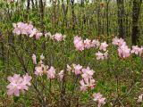 Rhododendron schlippenbachii