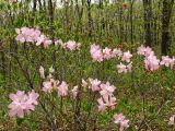 Rhododendron schlippenbachii. Цветущие растения. Приморье, Хасанский р-н, п-в. Гамова, смешанный лес. 09.05.2016.