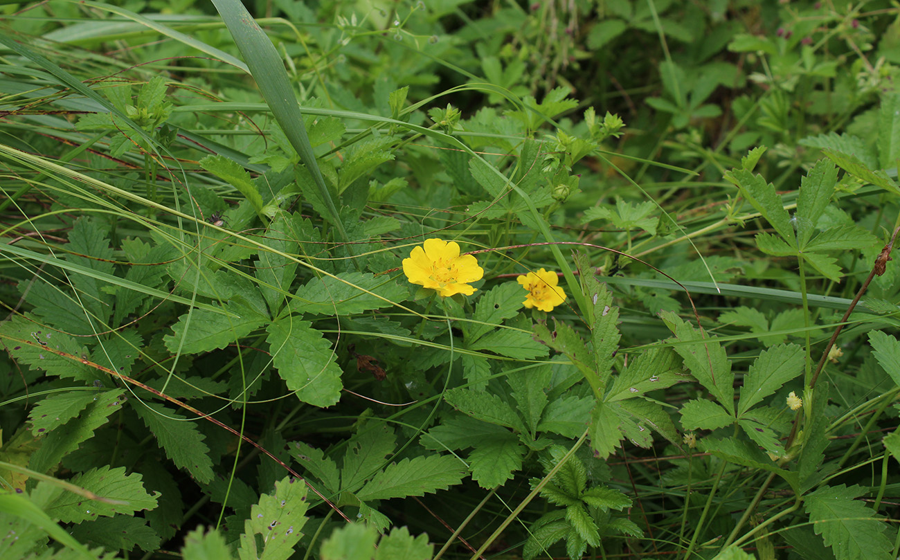 Image of Potentilla reptans specimen.
