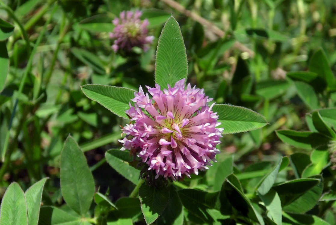 Image of Trifolium medium specimen.