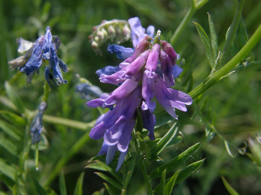 Изображение особи Vicia cracca.