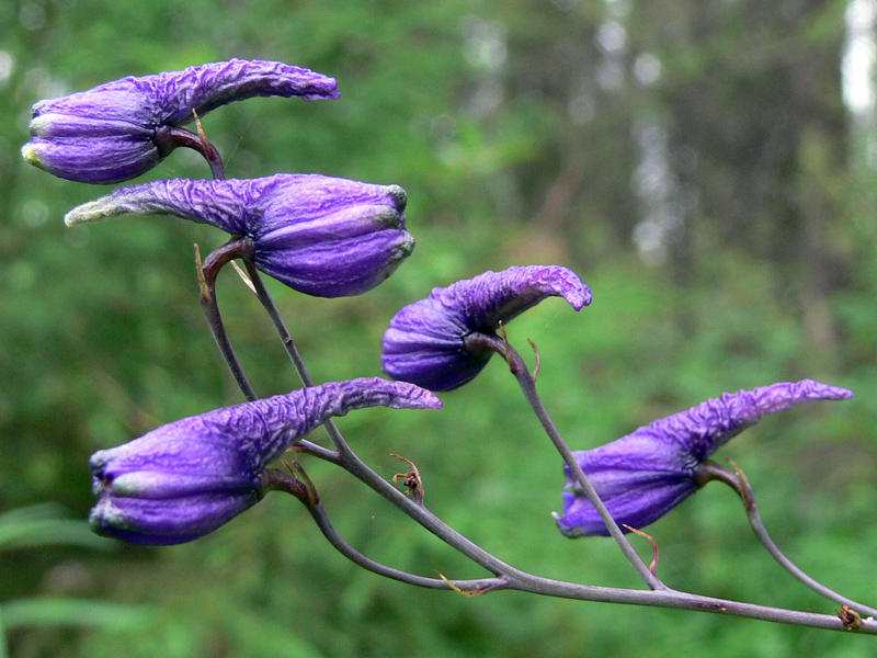 Image of Delphinium elatum specimen.