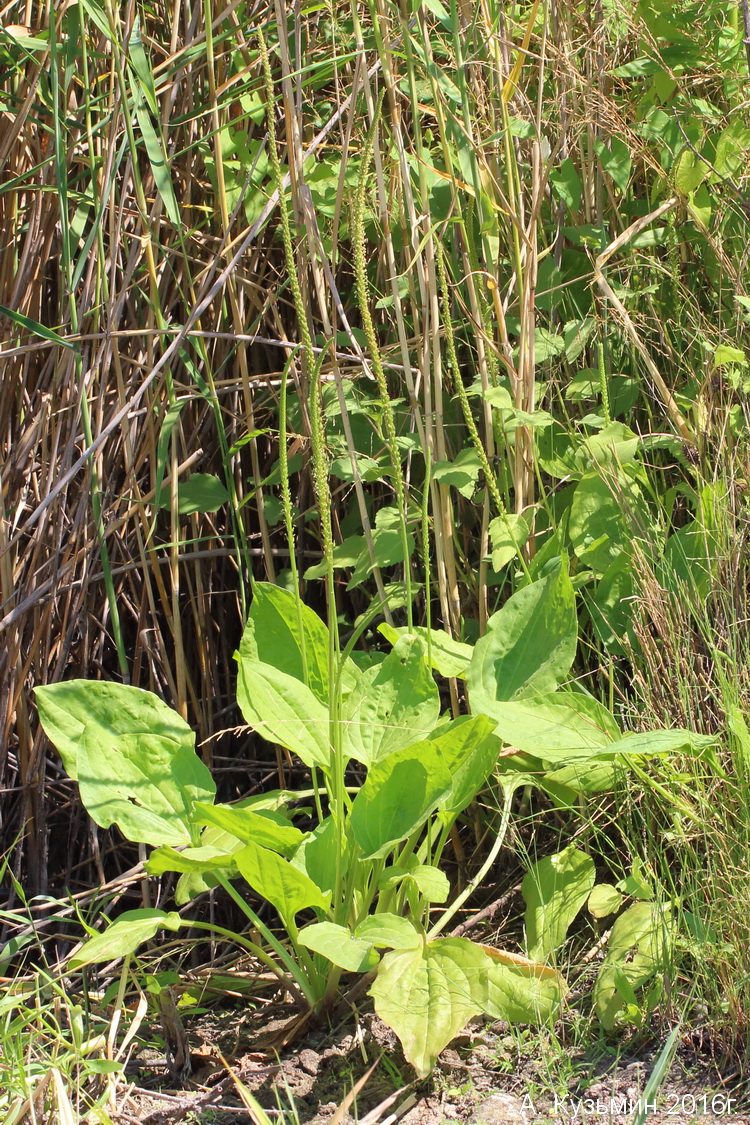 Изображение особи Plantago major.