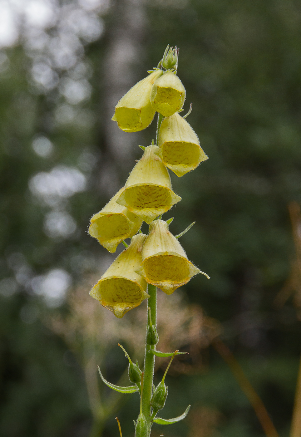 Изображение особи Digitalis grandiflora.