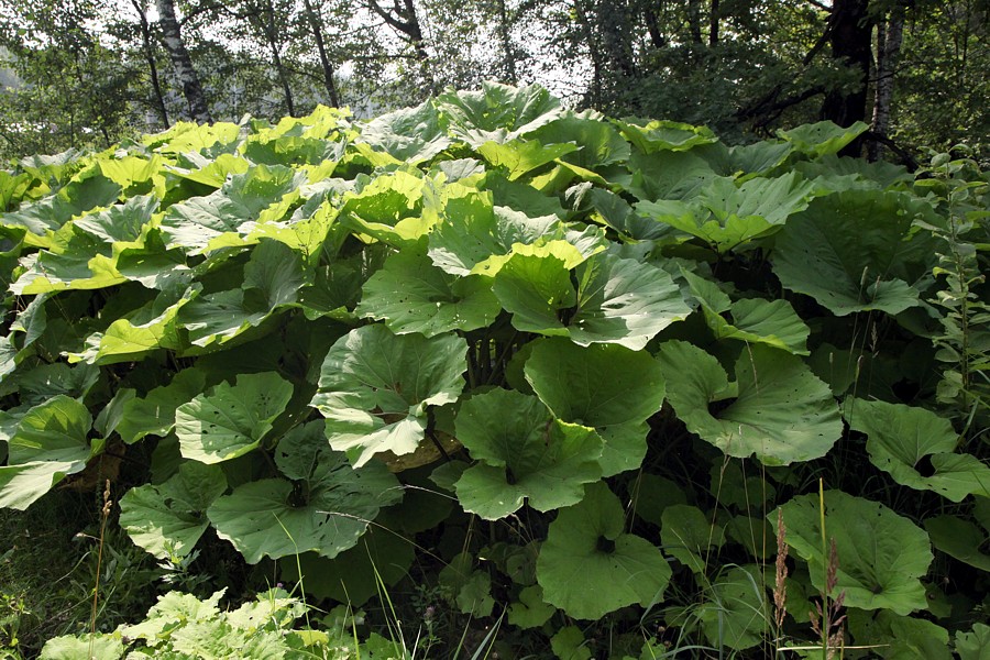 Image of Petasites hybridus specimen.