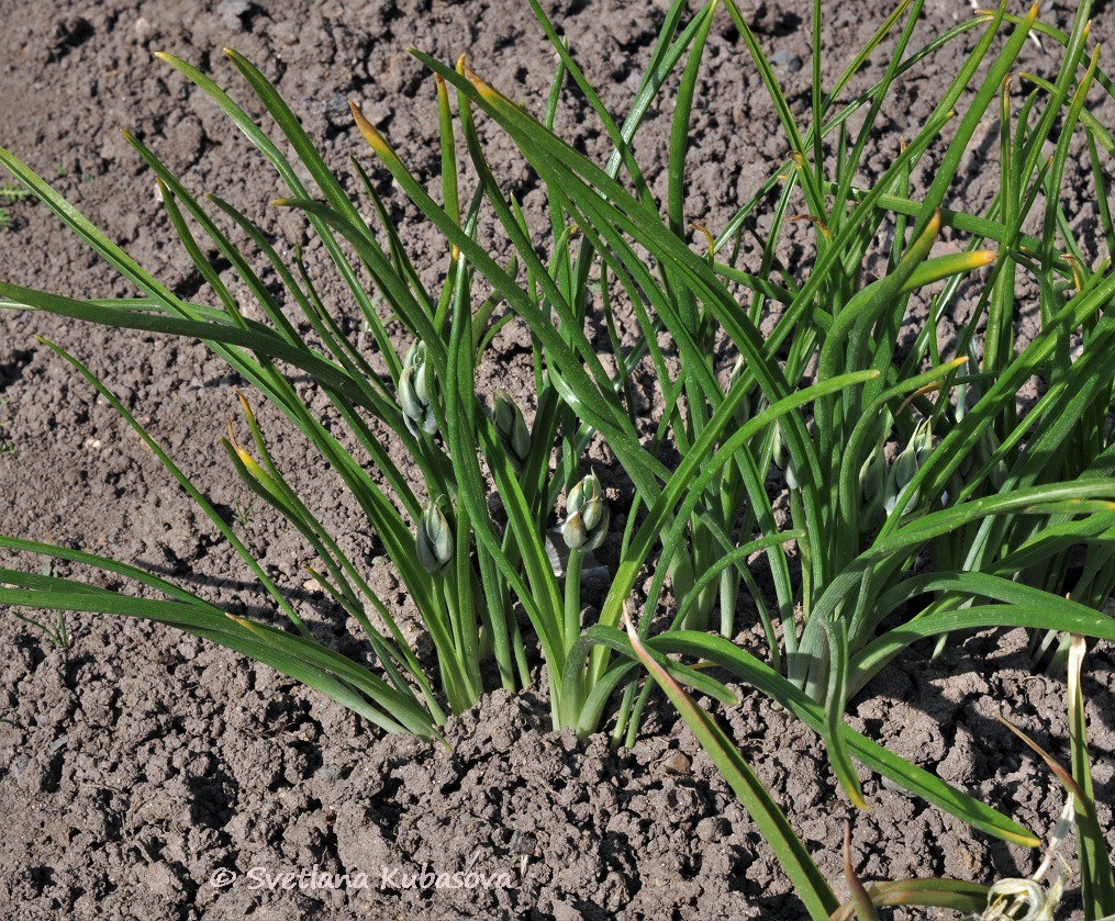 Изображение особи Ornithogalum nutans.