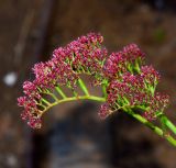 Limonium perezii