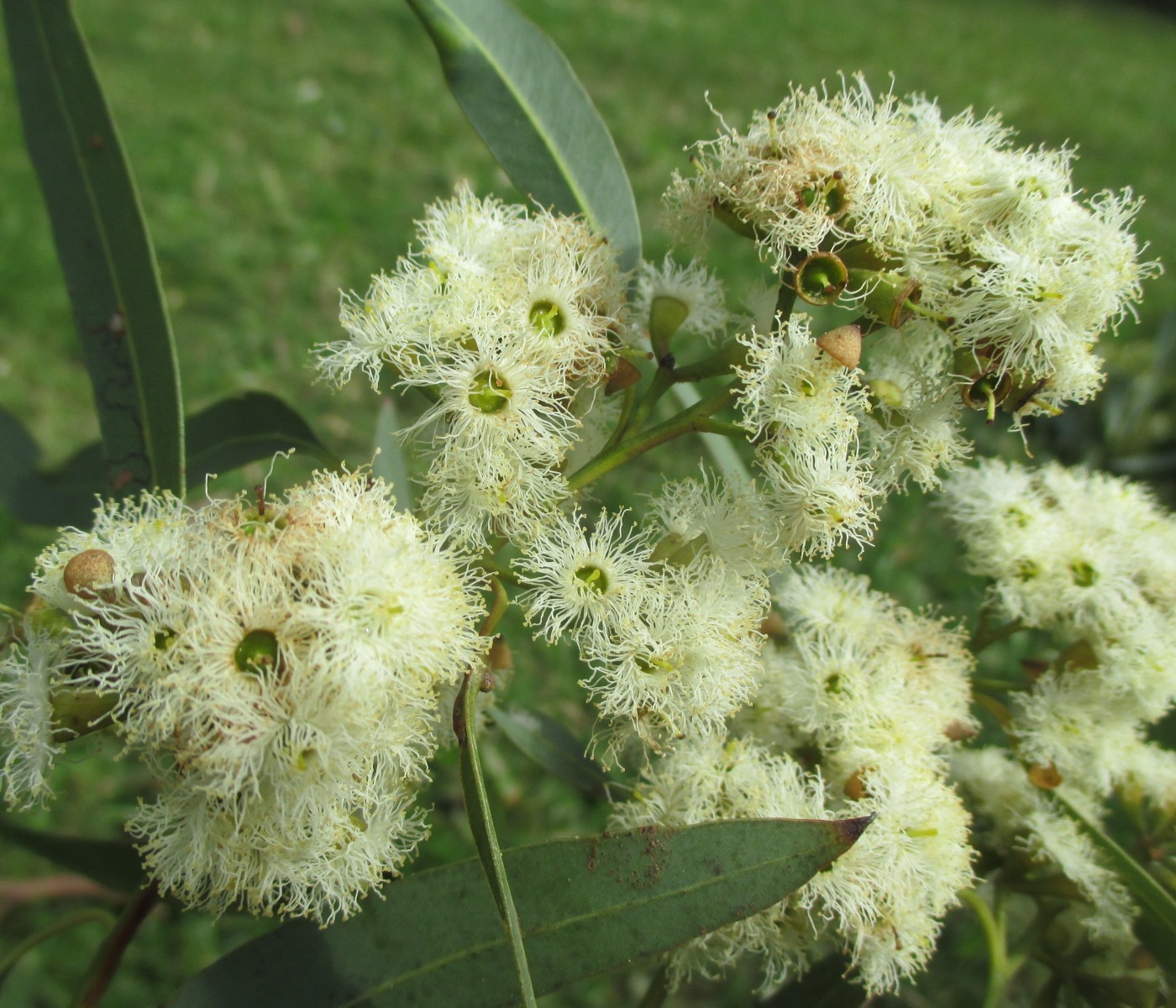 Изображение особи Eucalyptus siderophloia.