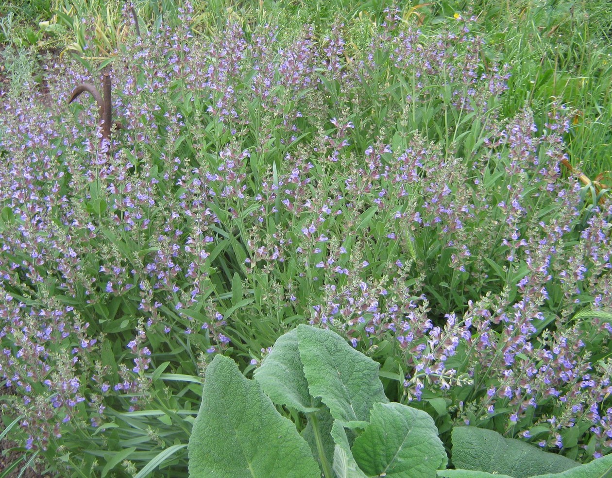 Изображение особи Salvia officinalis.