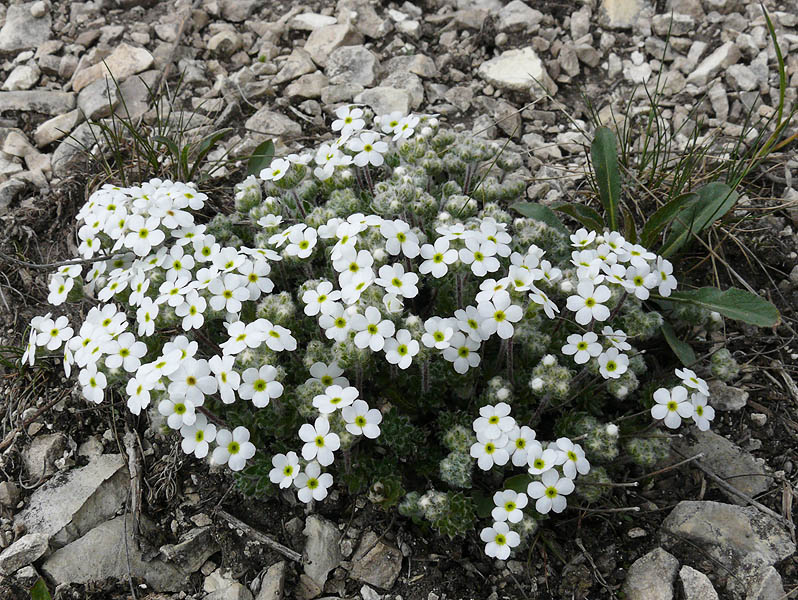 Image of Androsace barbulata specimen.