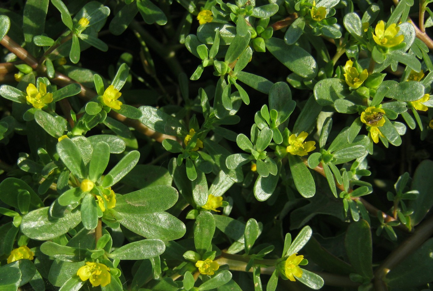 Image of Portulaca oleracea specimen.