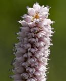 Bistorta officinalis. Верхушка соцветия. Тверская обл., Кимрский р-н, окр. дер. Сыркино, залежь. 10.06.2015.