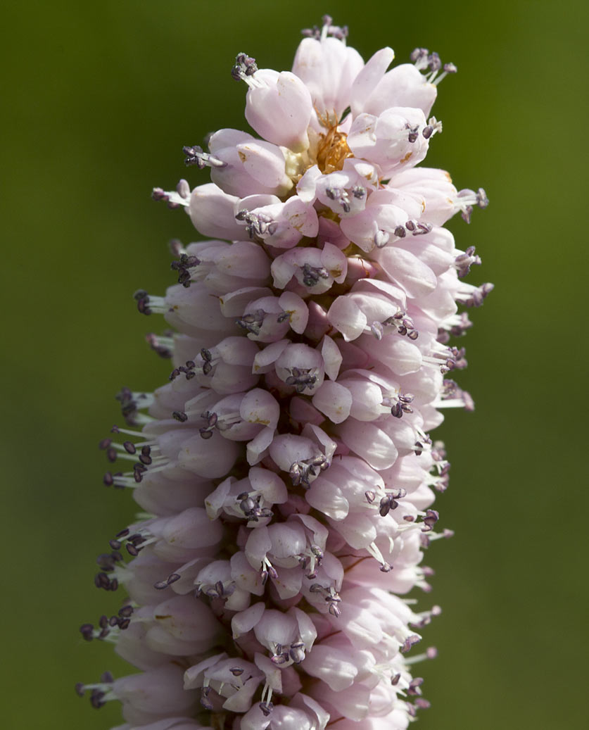 Image of Bistorta officinalis specimen.