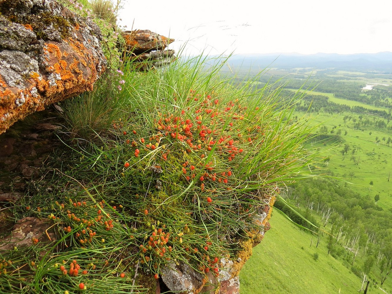 Изображение особи Ephedra monosperma.