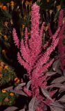 Amaranthus hypochondriacus