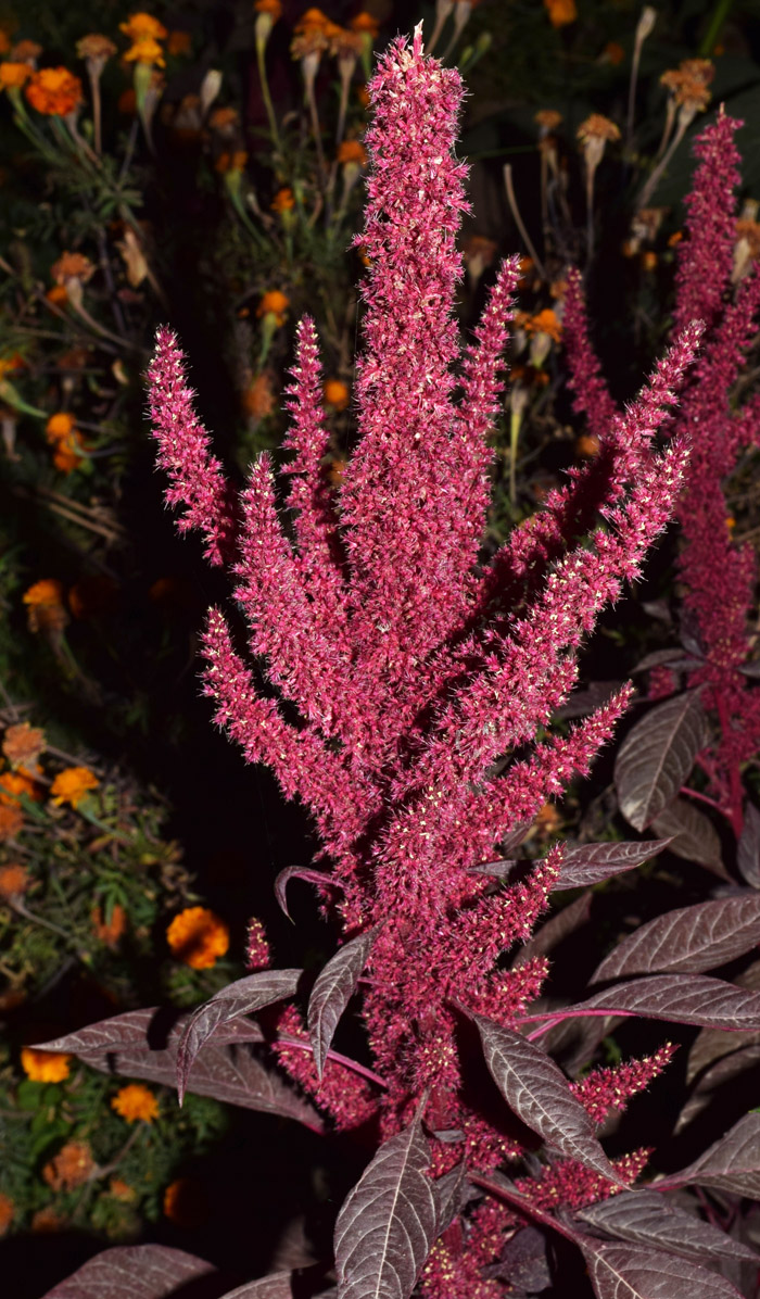 Image of Amaranthus hypochondriacus specimen.