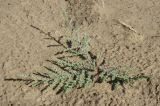Myricaria bracteata