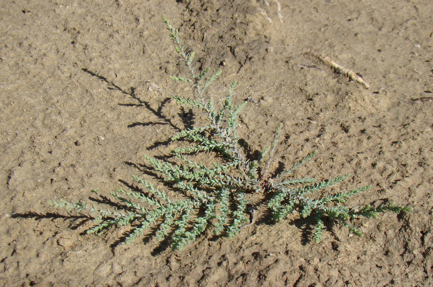 Image of Myricaria bracteata specimen.