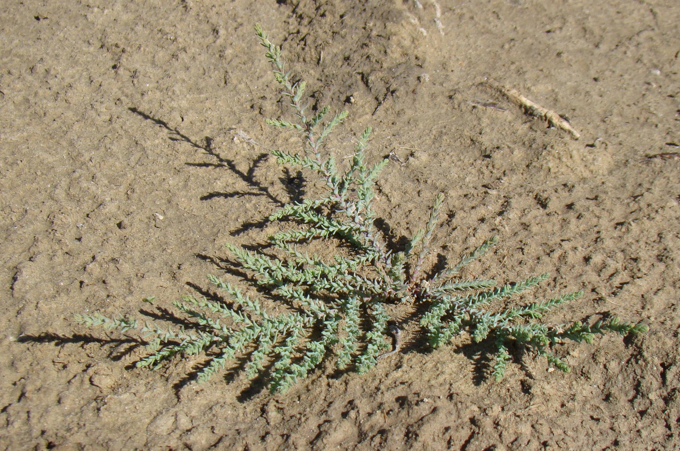 Изображение особи Myricaria bracteata.