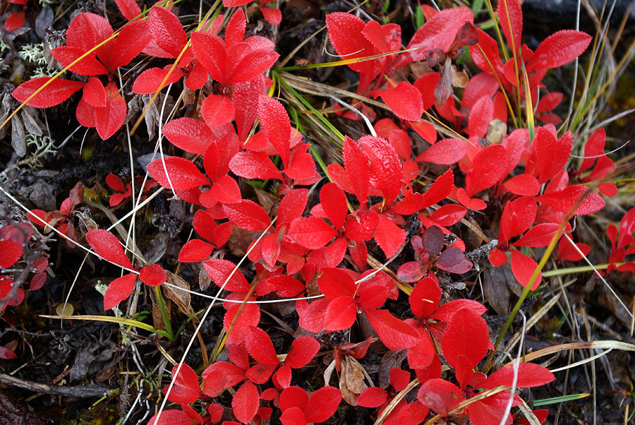 Изображение особи Arctous erythrocarpa.