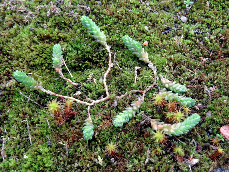 Image of Sedum acre specimen.