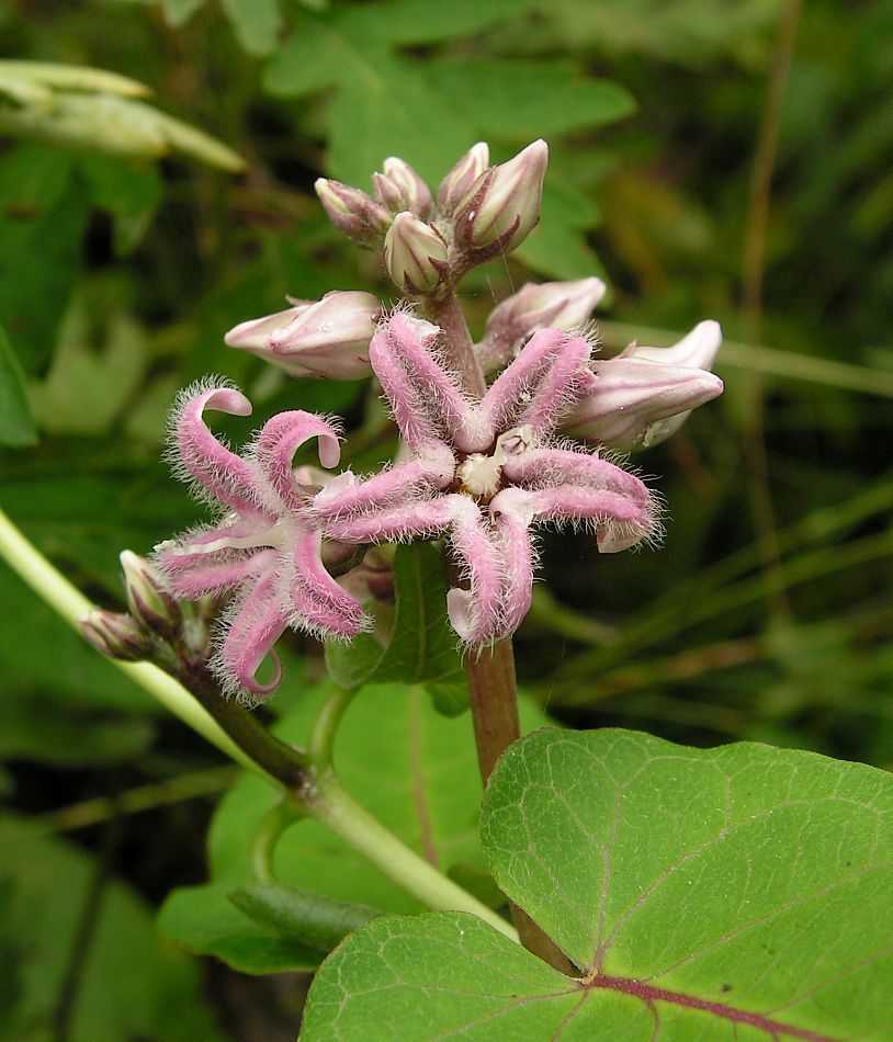 Image of Metaplexis japonica specimen.