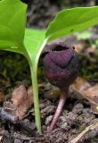 Asarum heterotropoides