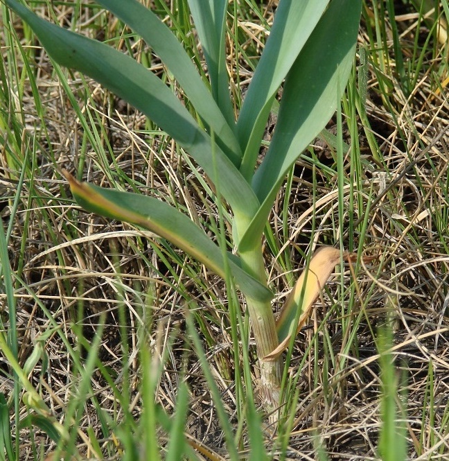 Изображение особи Allium obliquum.