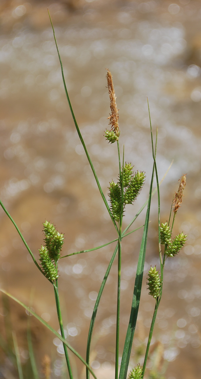 Изображение особи Carex diluta.