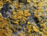 Xanthoria parietina