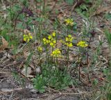 Draba sibirica