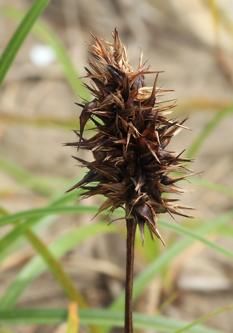 Изображение особи Carex macrocephala.