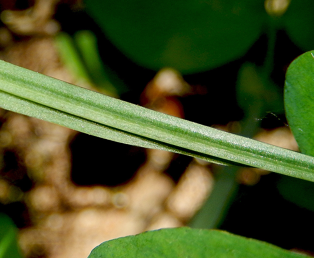 Изображение особи Lathyrus miniatus.