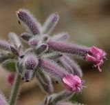 Saponaria glutinosa