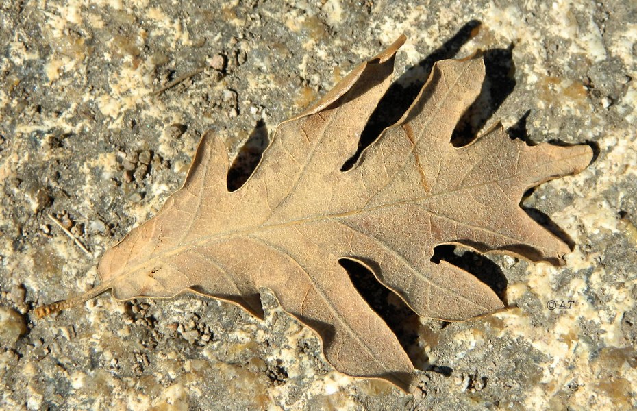 Image of Quercus pyrenaica specimen.